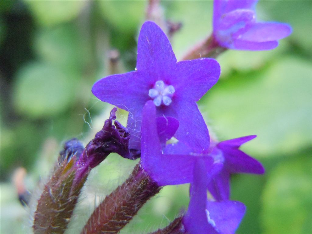 Anchusa hybrida